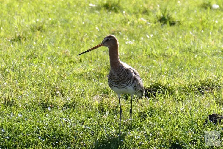 Provincie stimuleert bodemverbetering voor weidevogels