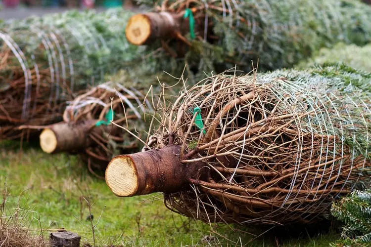 Inzameling kerstbomen