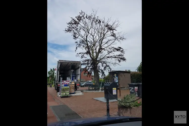 Monumentale beuk in Warder wordt gekapt